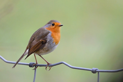 Roodborstje (Erithacus rubecula) 12-2017 8532
